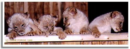 FIVE WEEKS OLD WHITE LION CUBS 