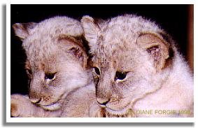 FIVE WEEKS OLD WHITE LION CUBS